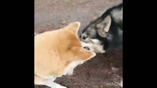 Akita Inu vs Saarlooswolfhonden by Marc Druten 34 views 2 years ago 1 minute, 19 seconds