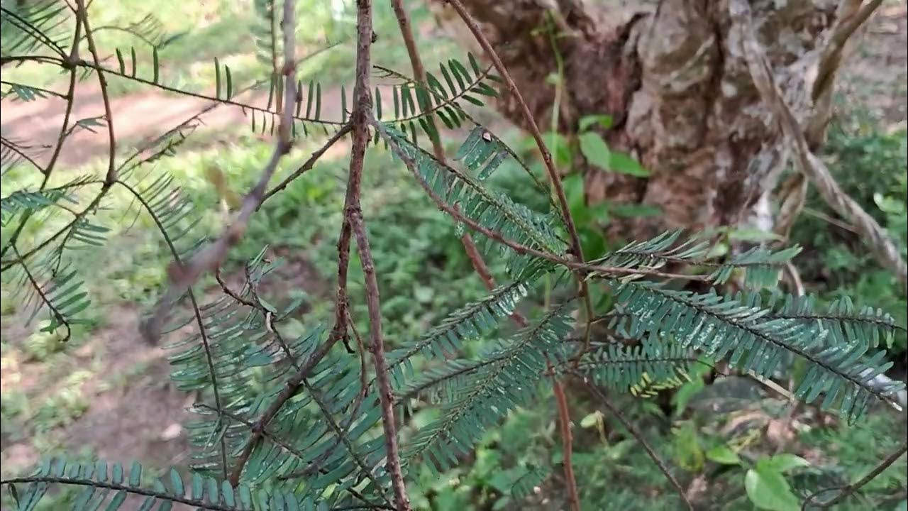 Goosberry tree| Indian gooseberry tree(Phyllanthus emblica) | Herbal ...