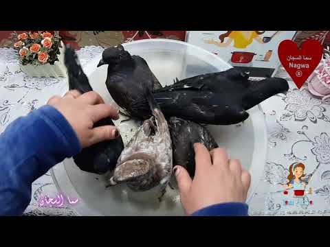 ذبح وتنضيف الحمام من الالف الى الياء بكل سهوله فى البيت 