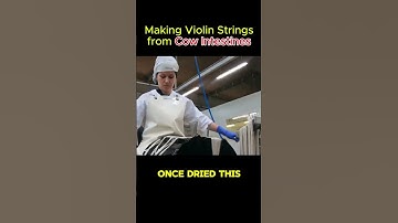 Making violin strings from cow intestines #didyouknow #violin #cow #strings #knowledge #shortvideo