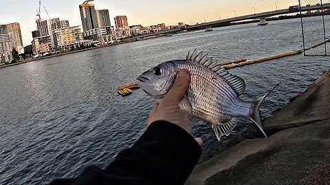 How to catch bream on soft plastics?