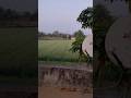 Dekho Bhai Gaon ka najara kaisa hota hai #gaon #shorts