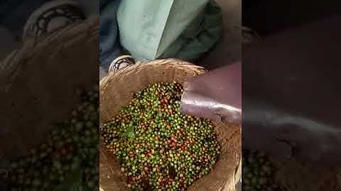 Angelon belt type coffee cherry color sorting machine/jasmine@ajlong.cn