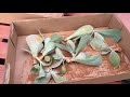 Saving you succulent from root rot or over rooted