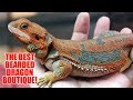 The Best Bearded Dragon Boutique in the World!