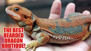 The Best Bearded Dragon Boutique in the World!