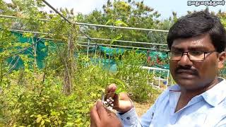 பூனைமீசை தேநீர் || poonai meesai tea benefits in tamil || World Kidney Day