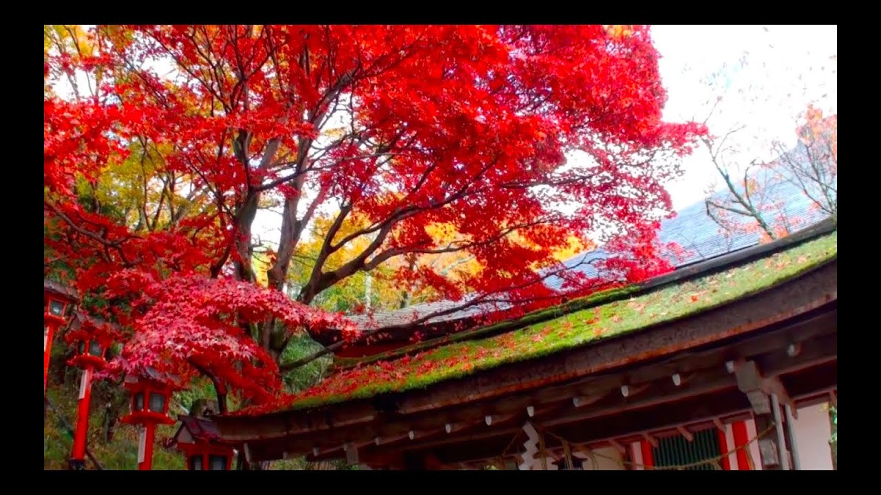 Hd 鞍馬寺の秋 雨上がりの紅葉 Kyoto Kurama Temple Youtube