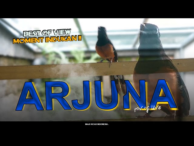 INDUKAN ARJUNA !!! INI DIA VIDEO YANG DITUNGGU-TUNGGU class=