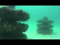 Snorkeling Reef-EcoSystem Reefs