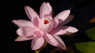 Water lily flower opening time lapse