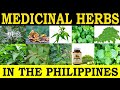 Medicinal herbs in the philippines and their traditional medicinal uses
