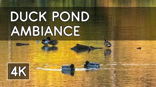 Ambiance: Magical Autumn Duck Pond with Relaxing Piano Music - 4K HD Virtual Travel screenshot 2
