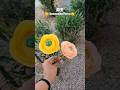 DIY How to make a Ranunculus from Paper Towel | Napkin Flower Tutorial