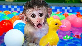 Baby monkey BiBon holding ducks bathing in the swimming pool | Animal Home Monkey