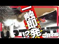 一触即発する猫