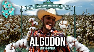 El ALGODÓN que produce la cultura MENONITA en Chihuahua, México | Los mayores productores de Algodón