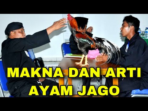 Video: Simbol Ayam Jago Tahun Ini