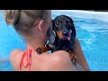 Loulou & Coco’s Diary| Puppy in the pool for the first time.