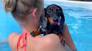 Loulou & Coco’s Diary| Puppy in the pool for the first time.