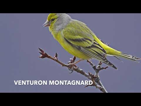 Vidéo: Oiseau Montagnard