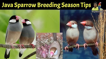 Fawn Java sparrow breeding season preparation tips 2025-26 | Java sparrow breeding tips | Java Bird