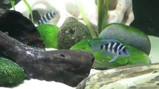 acuario 1500 litros africanos y botias