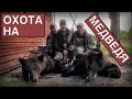 Охота на медведя в Архангельской области