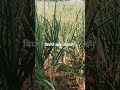 कांदा #shetkari #farming