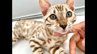 Top 5 Tips for New Bengal Cat Owners!