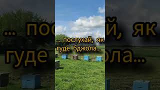 Політ бджоли