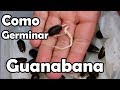 Como germinar semillas de Guanabana || México Verde