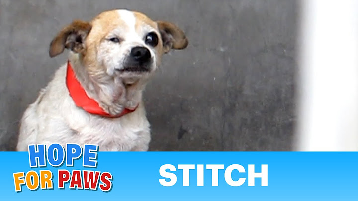 Kobe/Stitch - a 15 year old, one eyed dog - rescued!  Please share and help us find him a home #hope