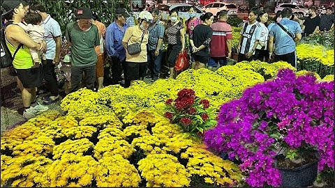 Giá rẻ Hoa nở hàng loạt Cúc Vạn Thọ sặc sỡ Dòng người đổ xô mua hoa lúc đêm tối