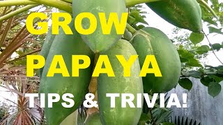 HOW TO GROW PAPAYA | GROW YOUR FOOD | GARDENING PHILIPPINES