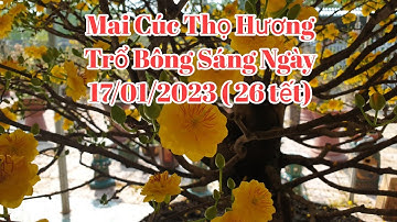 Mai Cúc Thọ Hương Trổ Bông Chùm Sáng Ngày 17/01/2023 ( 26 âm lịch)