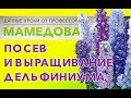 Посев и выращивание дельфиниума.