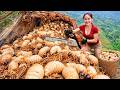 [TIMELAPSE] Harvesting 12KG+ Giant Many Palm Weevil, Ant Eggs go to Sell at Market | Phương's Story