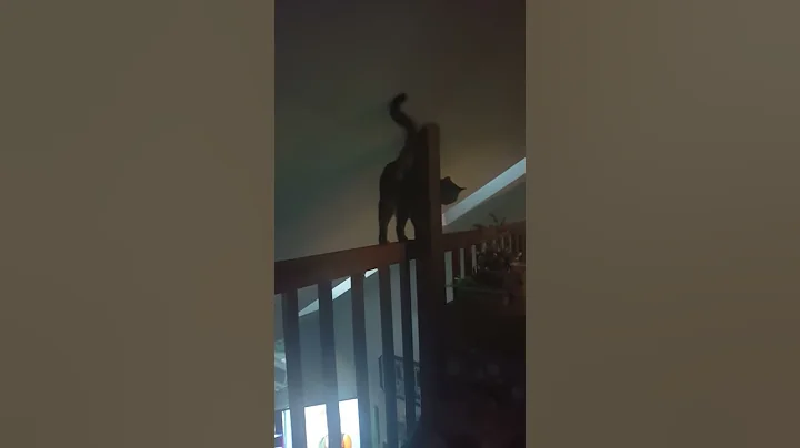 Cat walks again