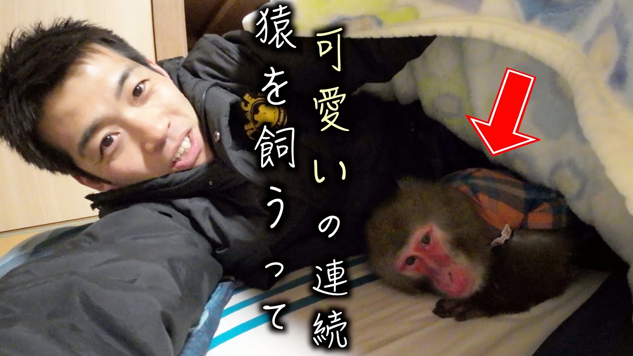 お猿さんは凶暴？一緒に暮らすと賢くて可愛くて最高です。