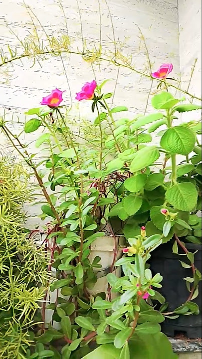 #save #tree #garden #decoration #flowers #nature#shortsviral #viral #trandingshorts #ytshorts#short