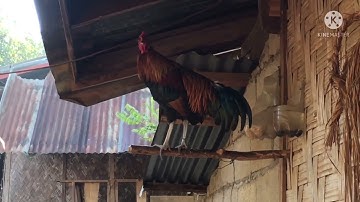 Kuv cov qaib dib qaib qu uas qua zoo tshaj plaws