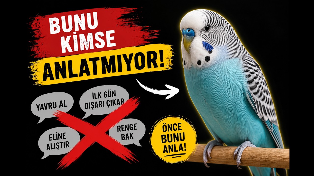 Muhabbet Kuşu Tavsiyelerinin Büyük Kısmı DOĞRU DEĞİL!