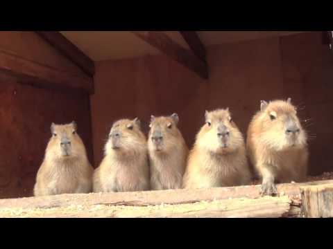 カピバラ　須坂市動物園