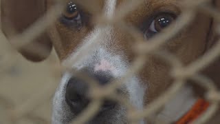 An animal neglect case has the attention of investigators in Blount County