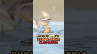 Burung Siberia Mampir Makan Di Indonesia