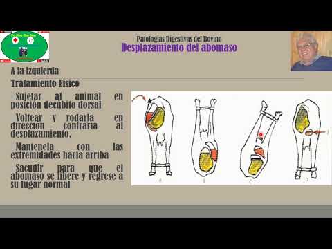 Video: ¿Cómo prevenir el abomaso desplazado?