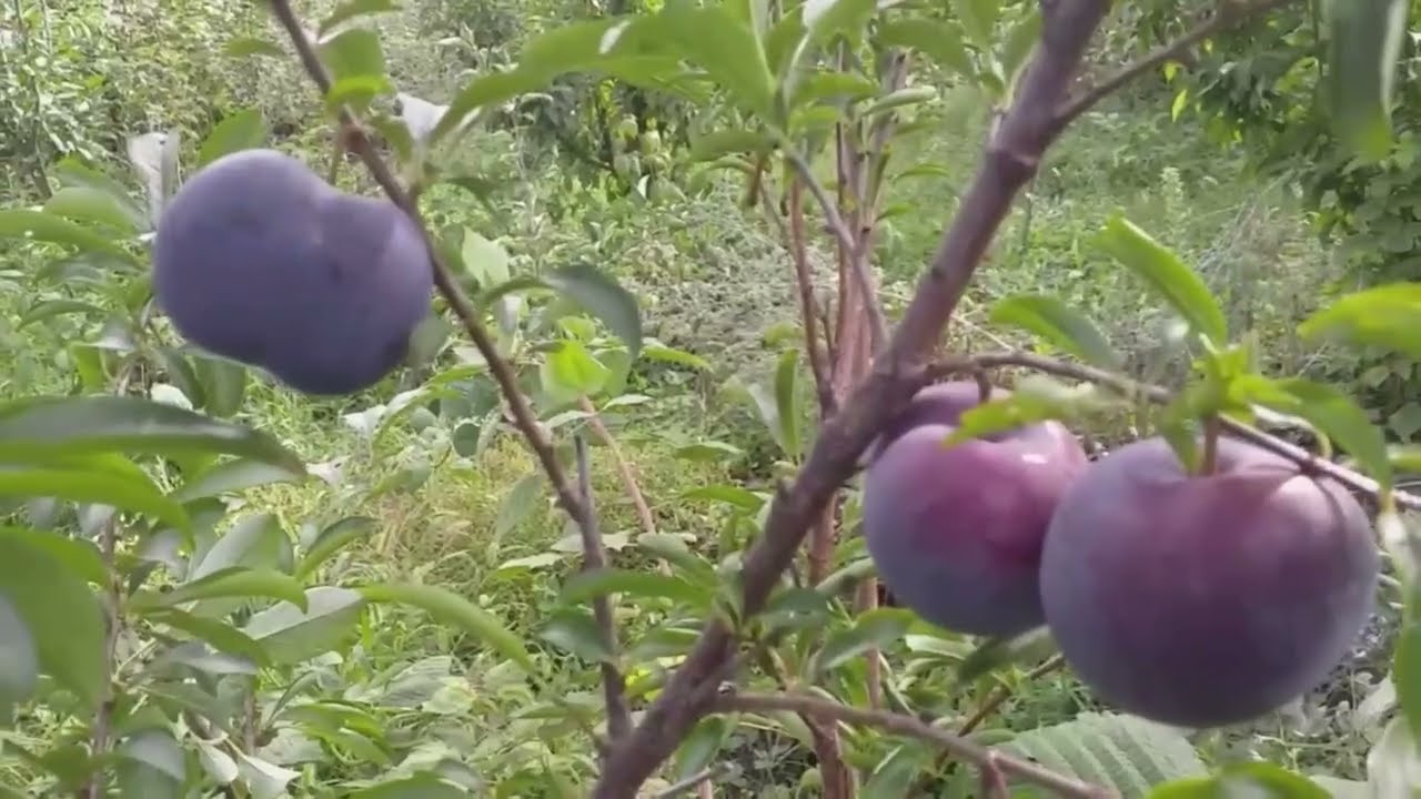Слива Блэк Сплендор Купить Саженцы