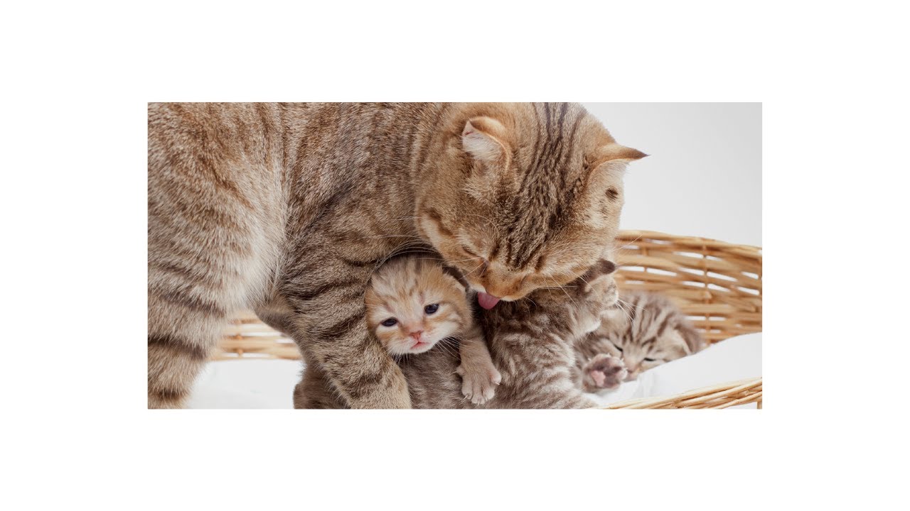 How Mother Cat Carries And Takes Care Of Her Kittens YouTube