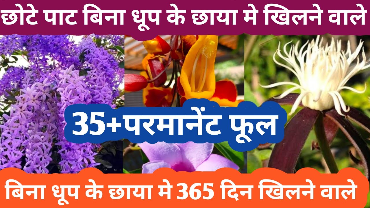 November मंथ मे लगाऐ 365 दिन छाया मे खिलने वाले परमानेंट फूल Parmanent Flowering Plant Winter Plant 